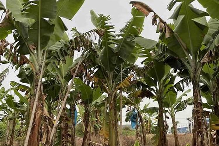 芭蕉树一般施什么肥料？