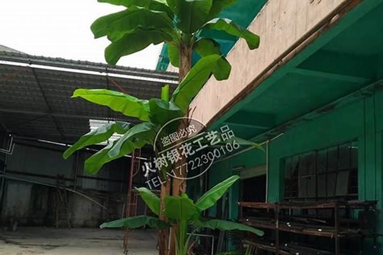 怎样给香蕉施肥？