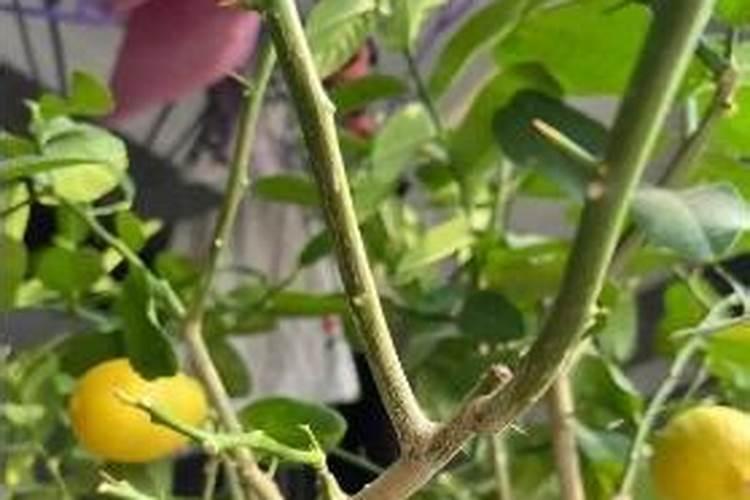 盆栽柠檬掉叶子怎么办