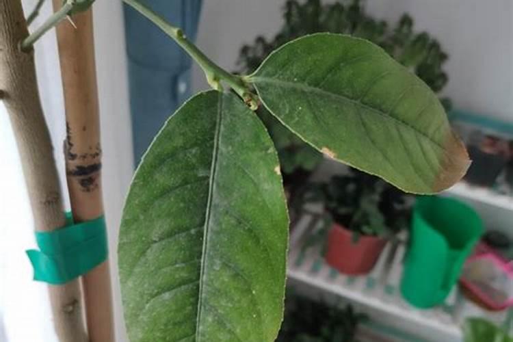 盆栽柠檬掉叶子怎么办