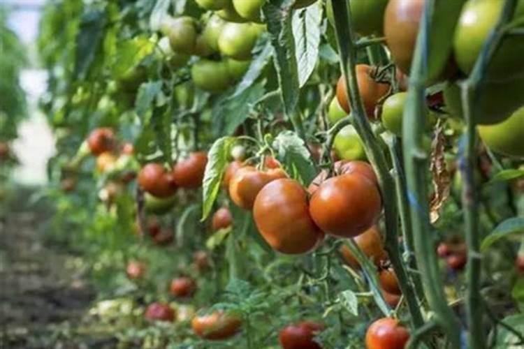 葡萄究竟如何上色