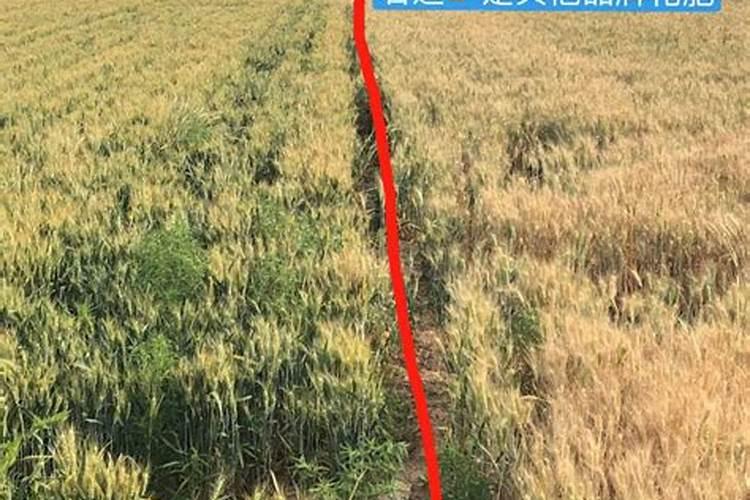 怎么预防小麦倒伏？