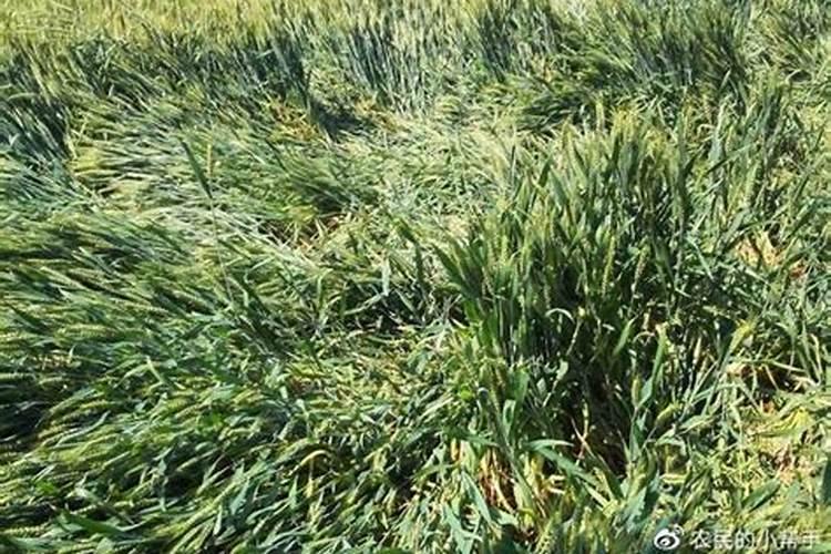 倒伏是影响小麦高产稳产优质的主要因素之一,该如何防倒伏？