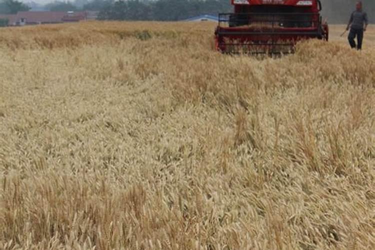 小麦大面积倒伏应该施什么肥,是什么原因导致的