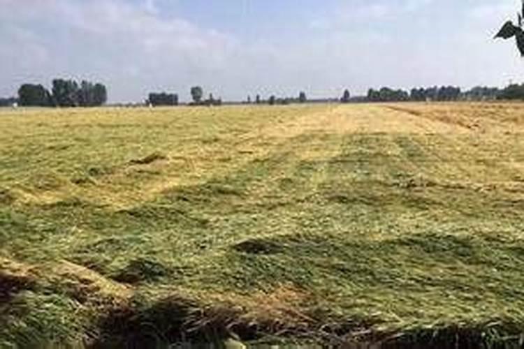 小麦抽穗后发生倒伏,如何及时补救减少损失？