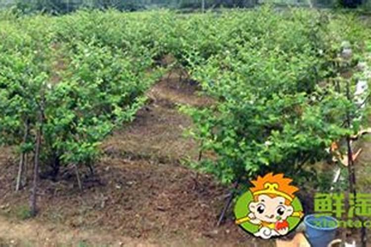 绿宝甜瓜种植方法和注意事项