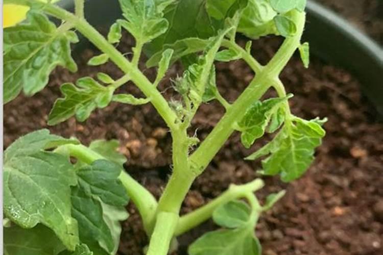 番茄控旺的最好方法