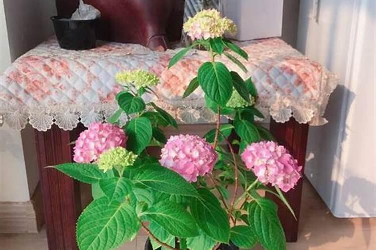 钾肥可以给绣球花用吗