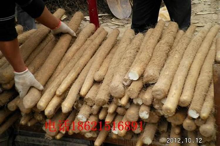 白掌和红掌的养殖方法和注意事项