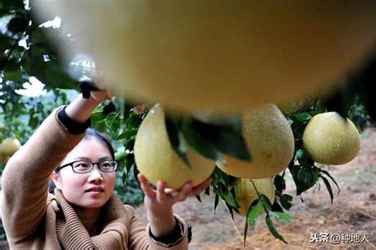 复合肥的主要成分是什么