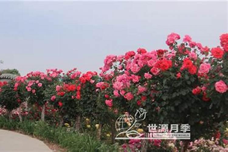 月季花的施肥方法 月季花如何施肥