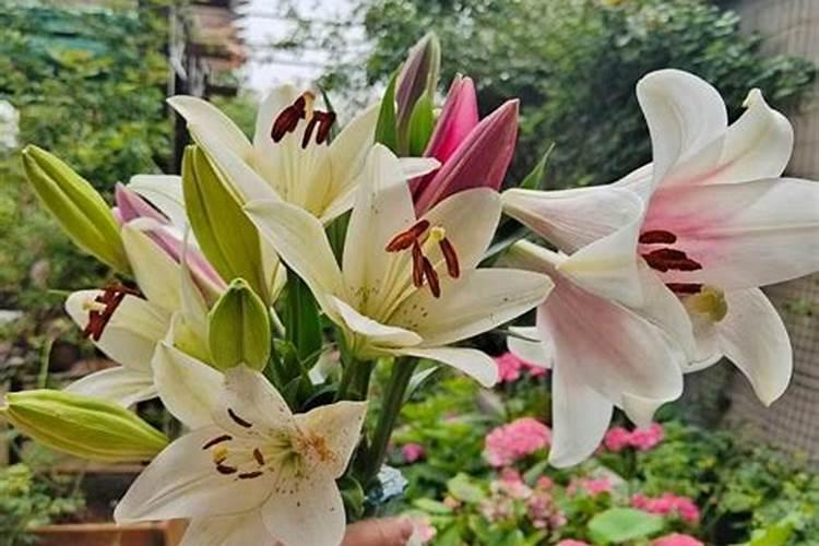 沃柑几月开花结果 什么时候开花结果