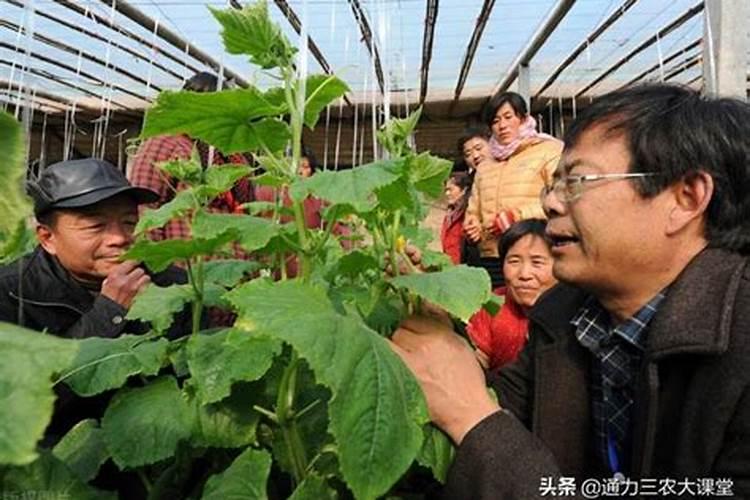 苹果树生根用什么肥？