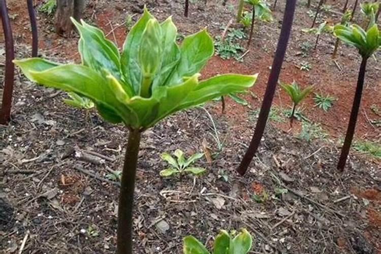 重楼幼苗用什么肥料好