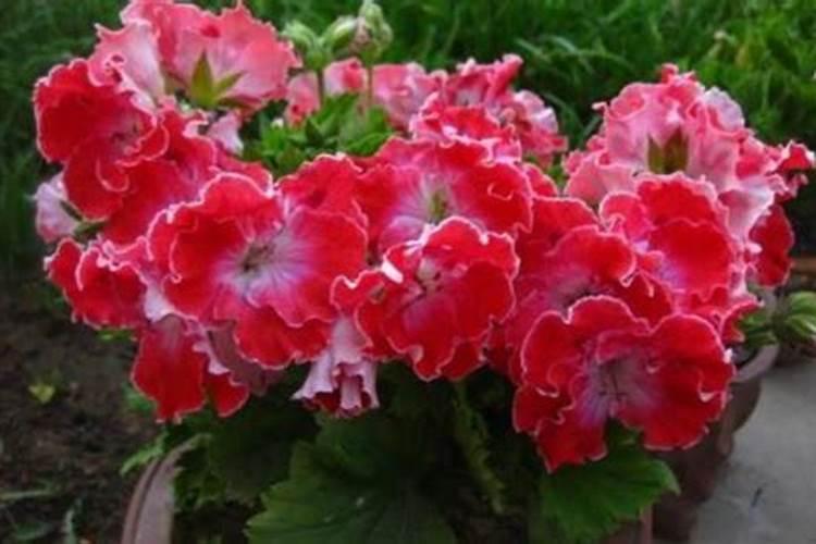 辣椒青枯病,有什么好配方吗？