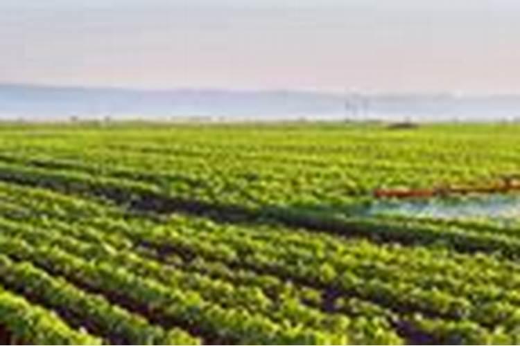 中微量元素类肥料的作用肥知多少