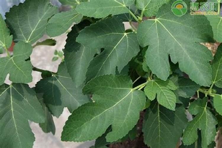 人工能种植富硒蔬菜吗 富硒水稻的种植方法