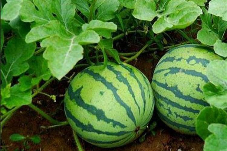 西瓜先施肥后浇水行吗