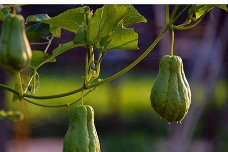 佛手瓜用什么肥料最好