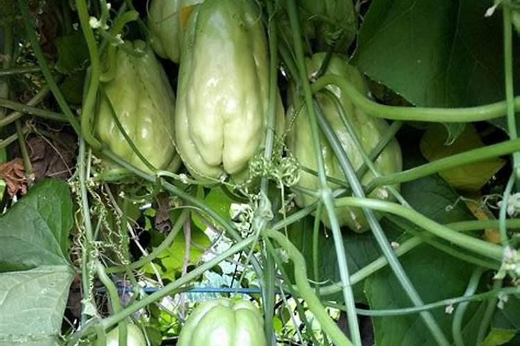 补充硒元素的叶面肥有哪些？