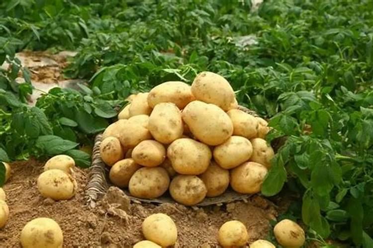 硫酸钾肥的用肥方法？