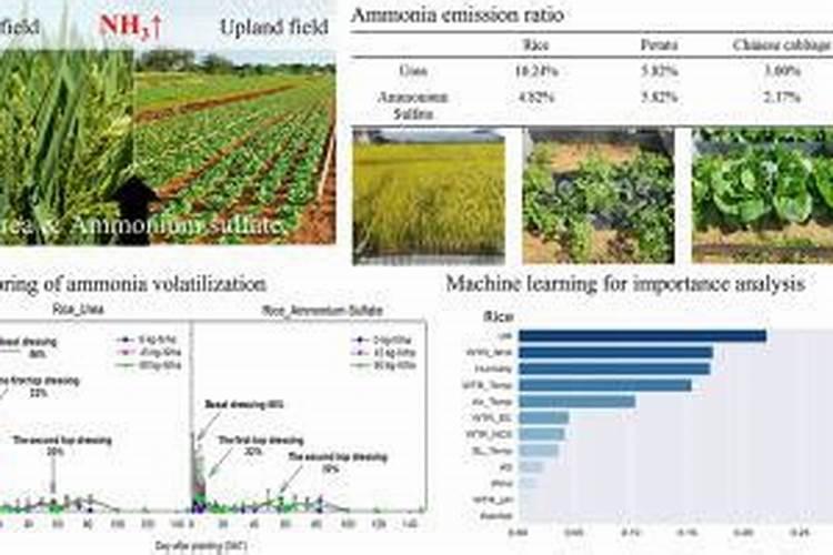 马铃薯如何施用钾肥？施用钾肥都有哪些好处呢？