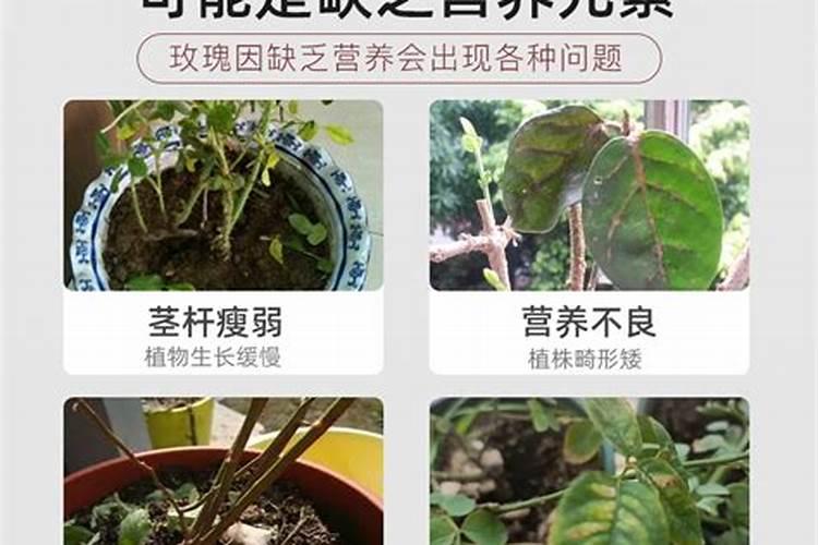 铁肥和硼肥能混施用吗