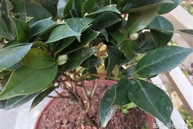 茶花施什么肥最好