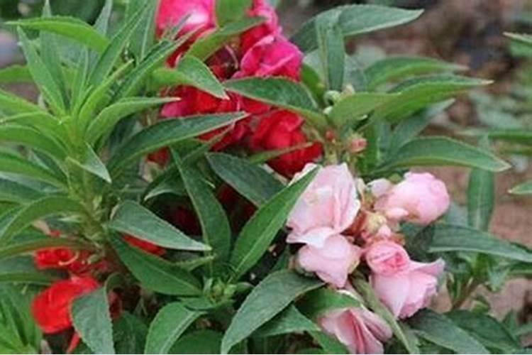 芹菜的施肥时期和芹菜的叶面肥选择