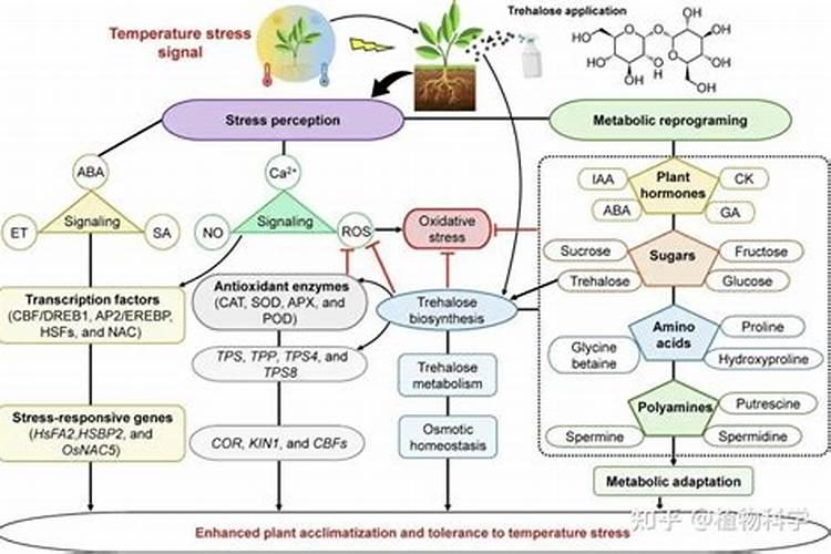 水溶肥十大品牌