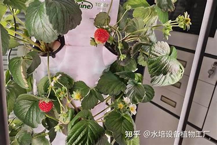 尿素可以浇兰花吗