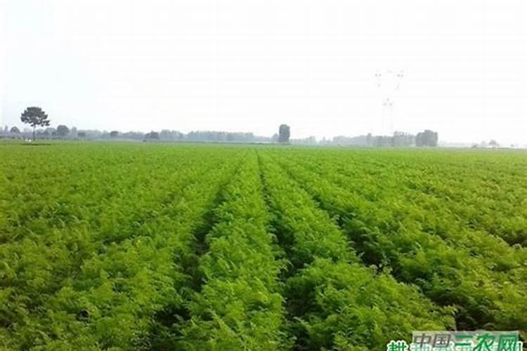 种植萝卜如何施硼肥？施硼肥都有哪些好处呢？