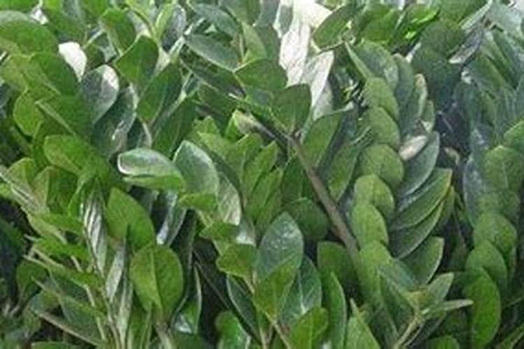 金钱树用什么肥料好