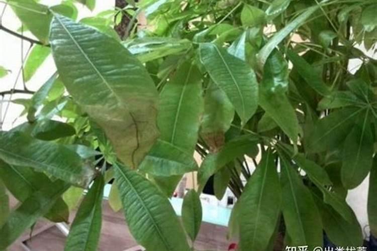 发财树浇什么肥料可枝叶旺盛 养殖盆栽发财树施肥方法