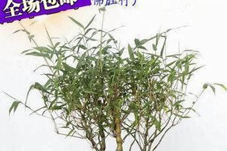 月季需要哪些花肥