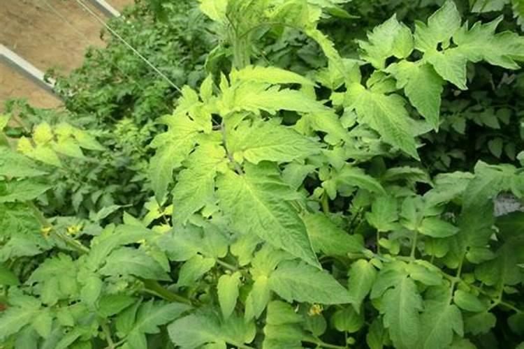 西红柿叶子发黄怎么治