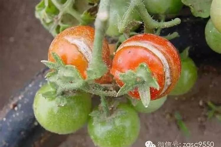 西红柿叶子发黄怎么治