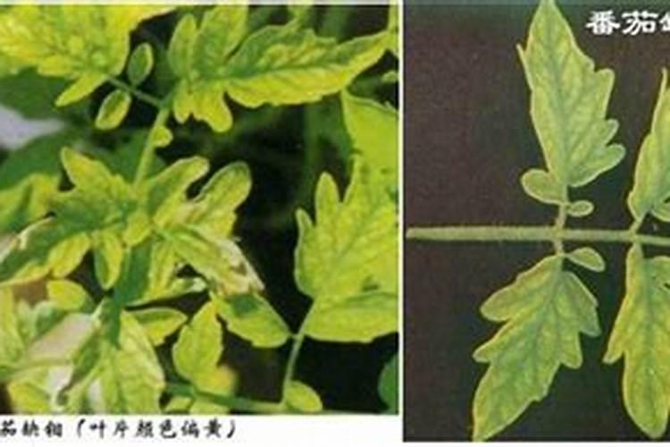 西红柿叶脉发白怎么回事？