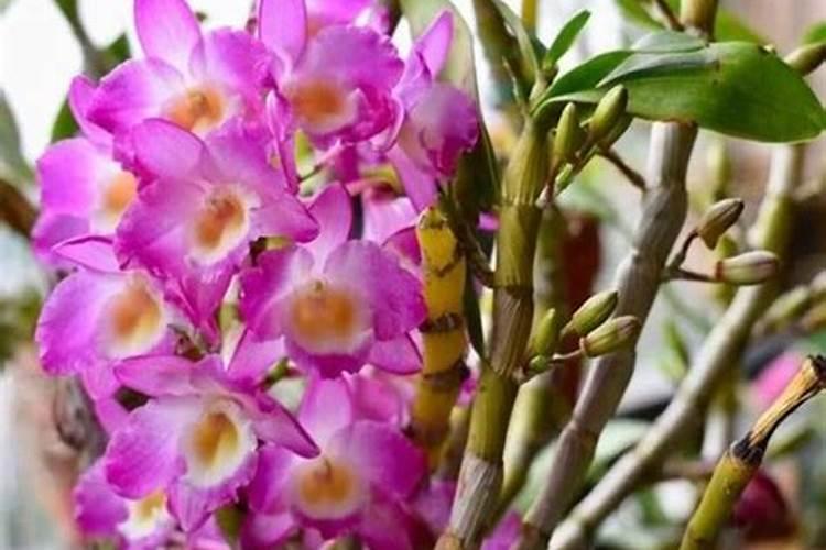 石斛兰开花的时候可以施肥吗？