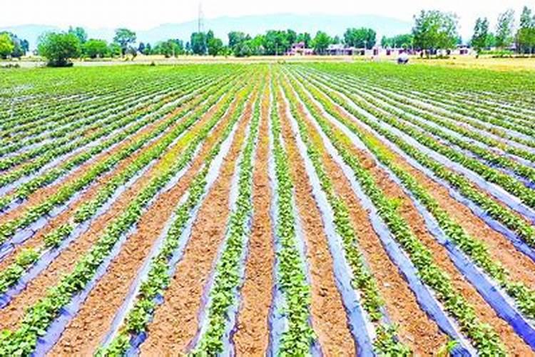 菏泽麦茬地瓜一亩上多少肥料？