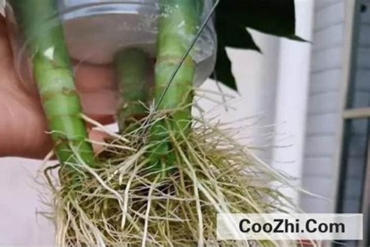 小番茄喷施什么叶面肥,生根快？