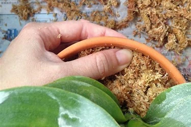 君子兰可以浇复合肥吗？