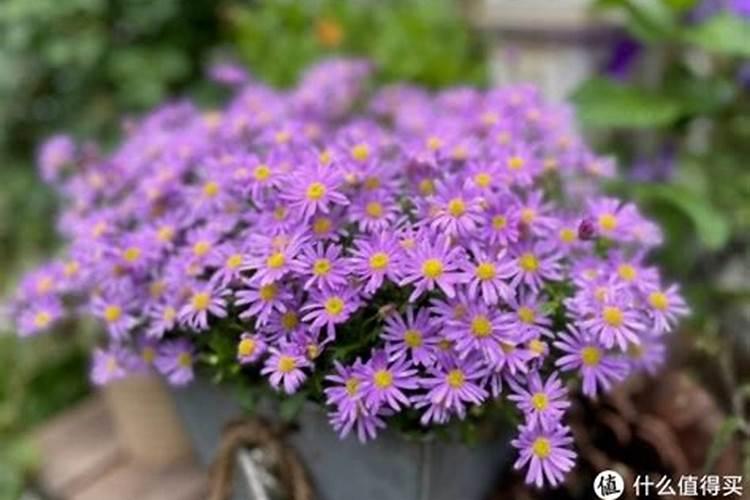 叶面肥可以频繁喷施不