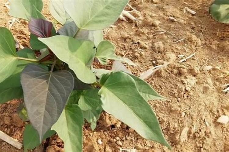 红薯种植后几天后才可以施肥