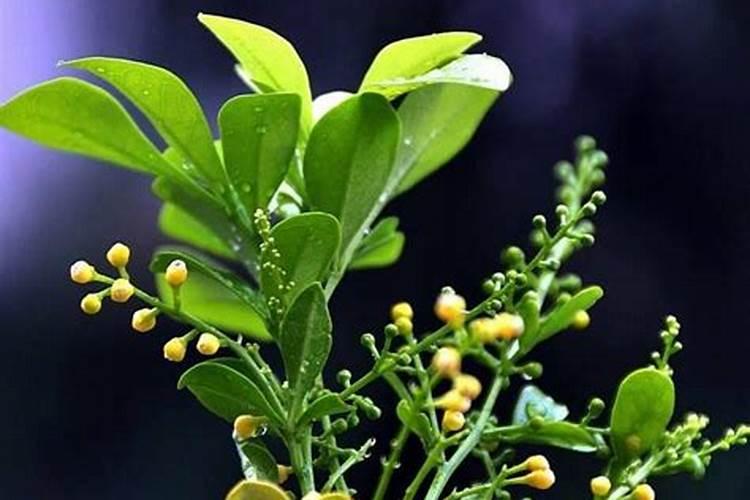 加拿大红钾能用水果上吗