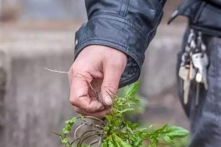 春季果树用什么肥料好,果树开春施什么肥,果树春季施肥最佳时间...