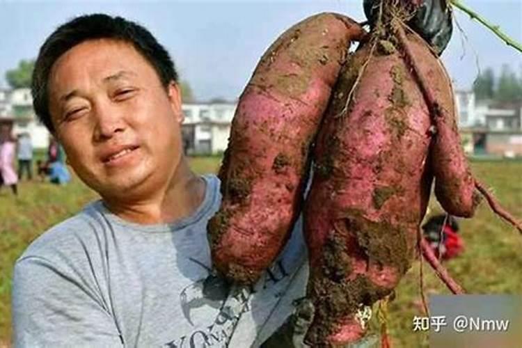 红薯膨大剂什么时候可以打？红薯上什么肥料产量高？