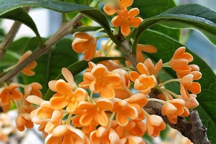 复合肥变成粉粉了还可以用吗