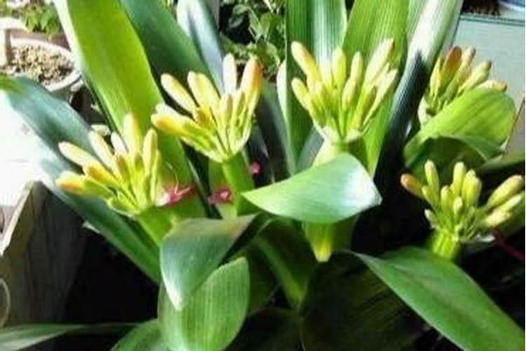 石菖蒲用什么肥料最好？