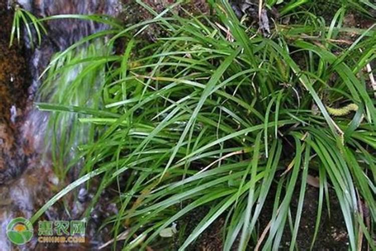 石菖蒲怎么种植